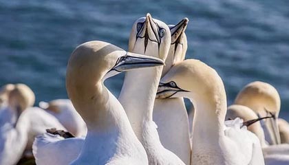 爱游戏娱乐-RNG关键比赛连胜不断，rng连冠