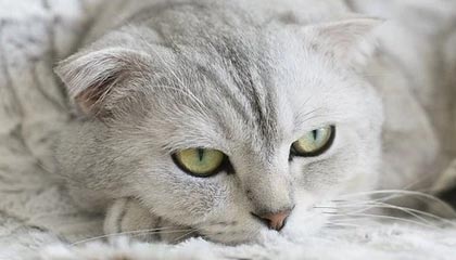 爱游戏 电竞-山东队击败深圳，锁定季后赛资格，山东队击败深圳,锁定季后赛资格了吗