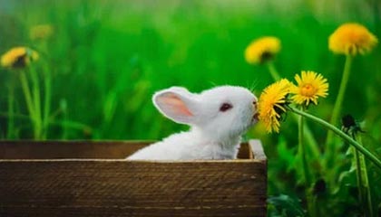 爱游戏电竞官网-特别场地：异域赛道的新奇体验，异域特色是什么意思