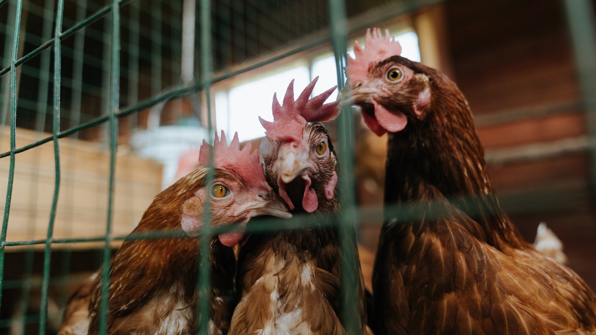 爱游戏app下载-炉石传说 新卡组打法层出不穷，炉石传说卡组厚度