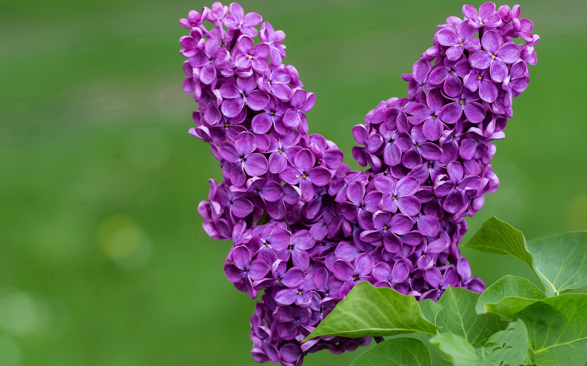 潘展乐在巴黎奥运会上打破自己保持的男子100米自由泳世界纪录并夺金