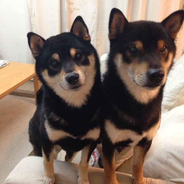 特色山地骑马赛,穿越草原的速度与激情,骑马上山视频