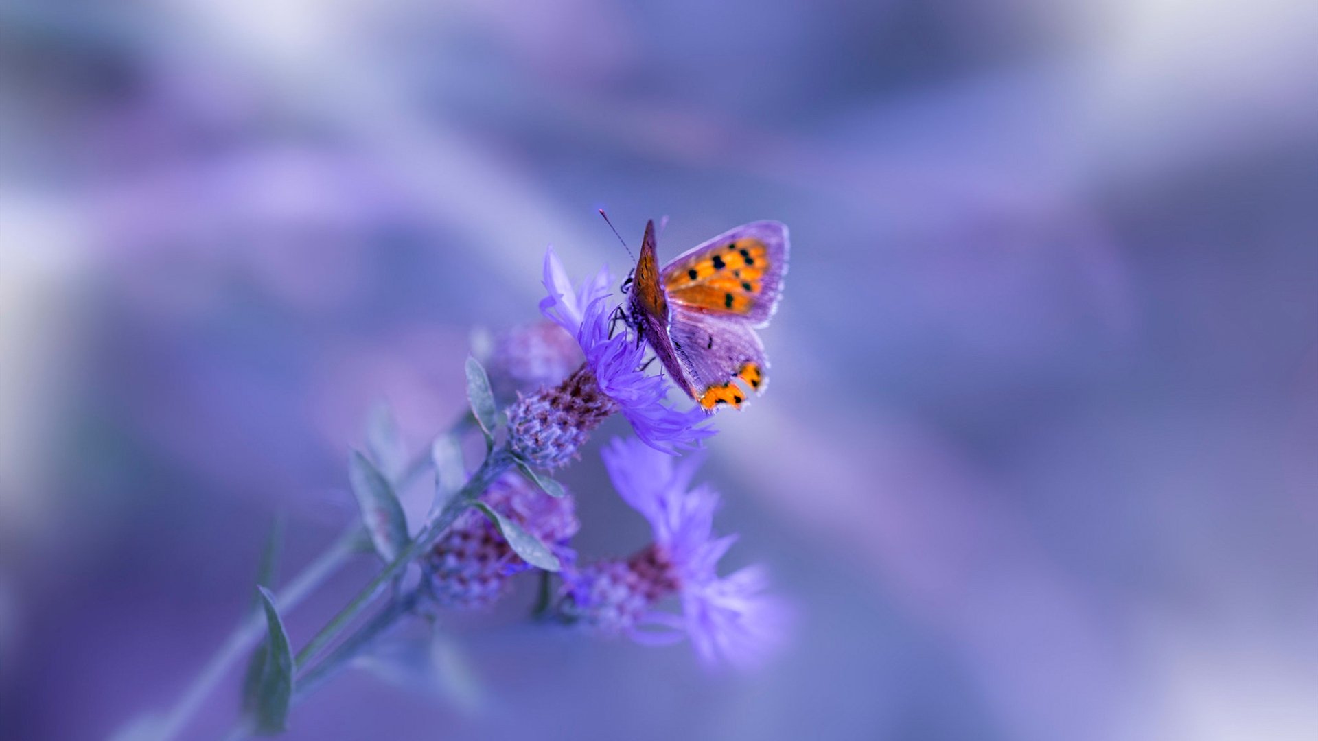 逆境中奋勇反击：欧冠赛场上的“胜利密码”，欧冠最伟大的逆转