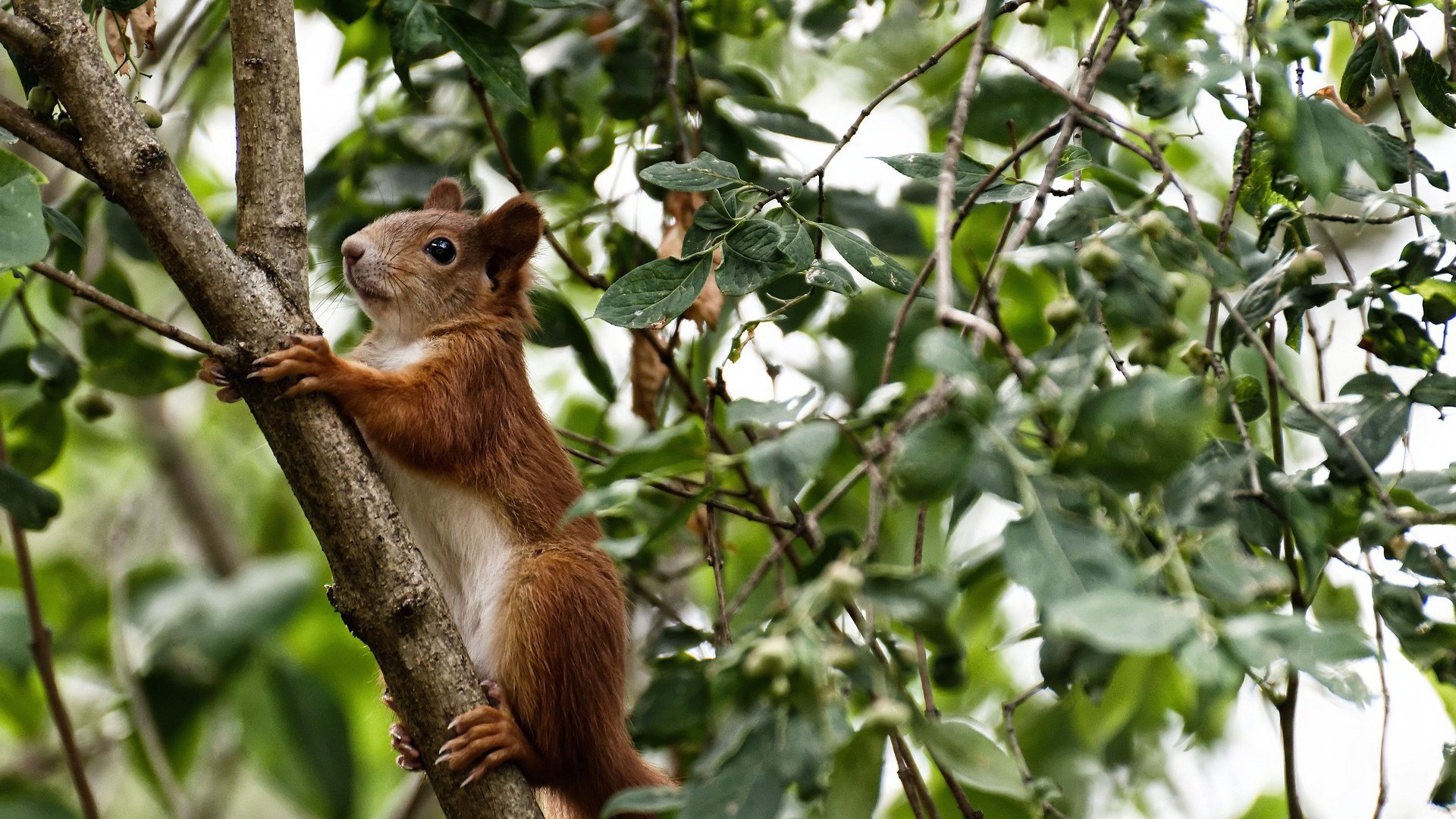 爱游戏平台-南安普顿防线稳固，力求保级，南安普顿介绍