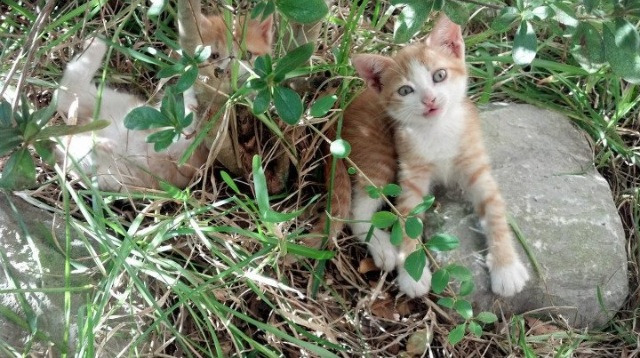 爱游戏娱乐-印度羽毛球男子双打组合击败韩国队，夺得金牌。，印度 羽毛球