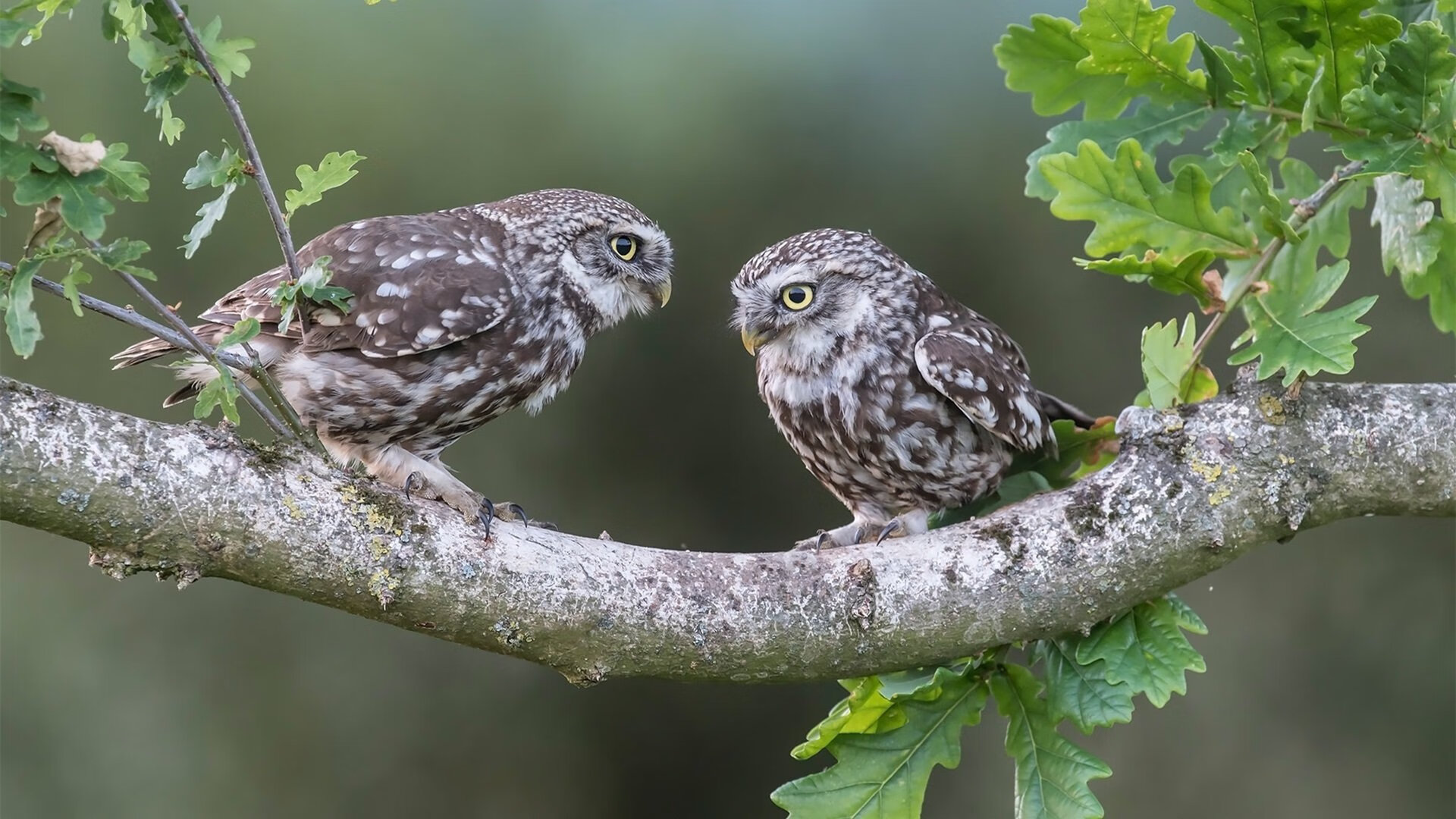 AYX GAME-尤文图斯冲击欧冠淘汰赛，尤文图斯冲击欧冠淘汰赛的球队