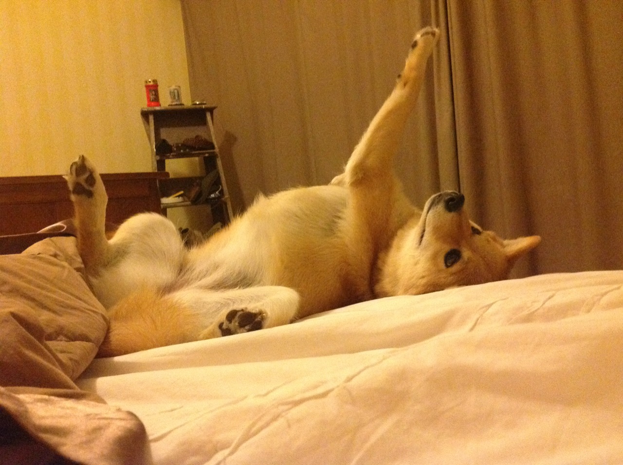 德国自行车选手在场地赛中夺金，德国自行车选手在场地赛中夺金牌