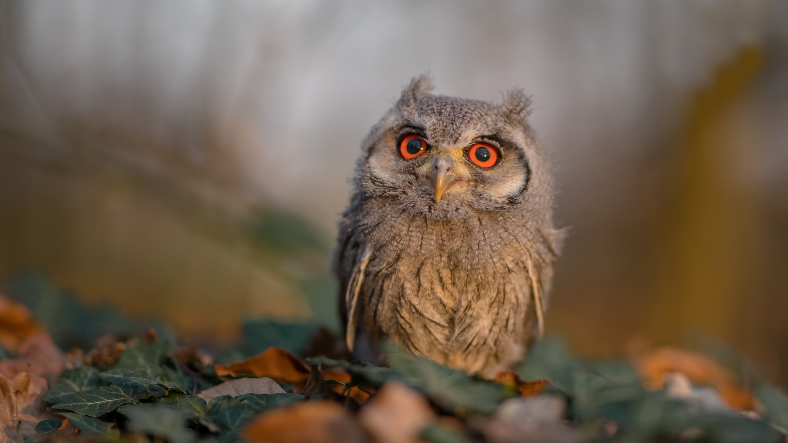 爱游戏中国官方网站平台-江西男篮积极备战，期待迎来胜利的曙光！，江西男篮俱乐部