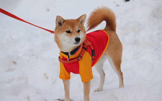 第戎客场大胜尼斯，取得关键胜利，第戎对里尔的比分预测