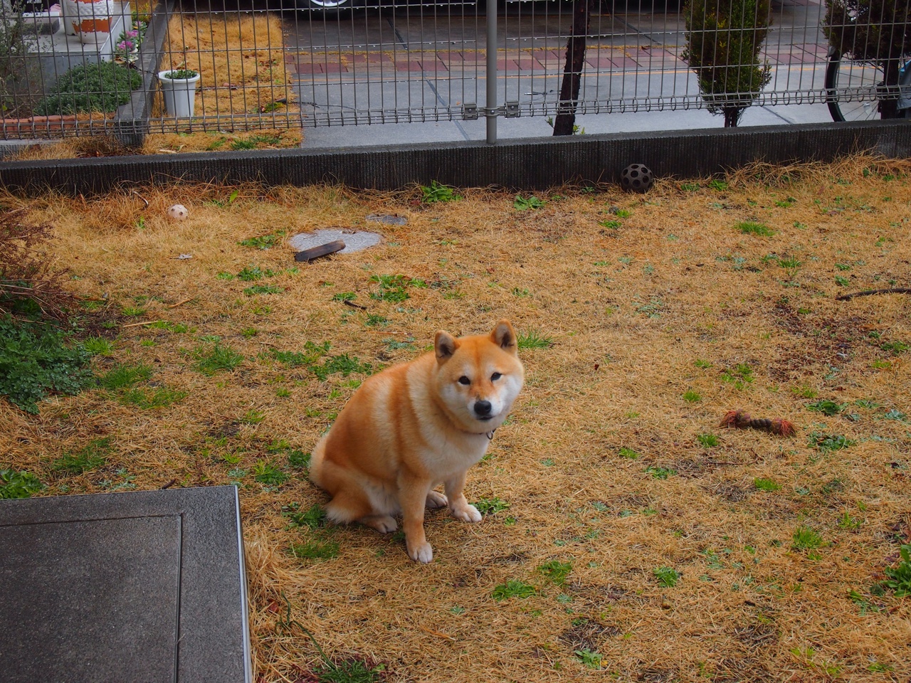 AYX体育官网-葡萄牙体育引进多名年轻新援，葡萄牙体育队阵容