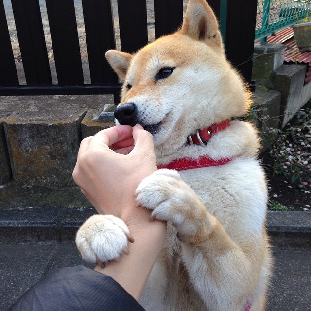 爱游戏app下载-里尔签下国际新星，里尔走出的球星