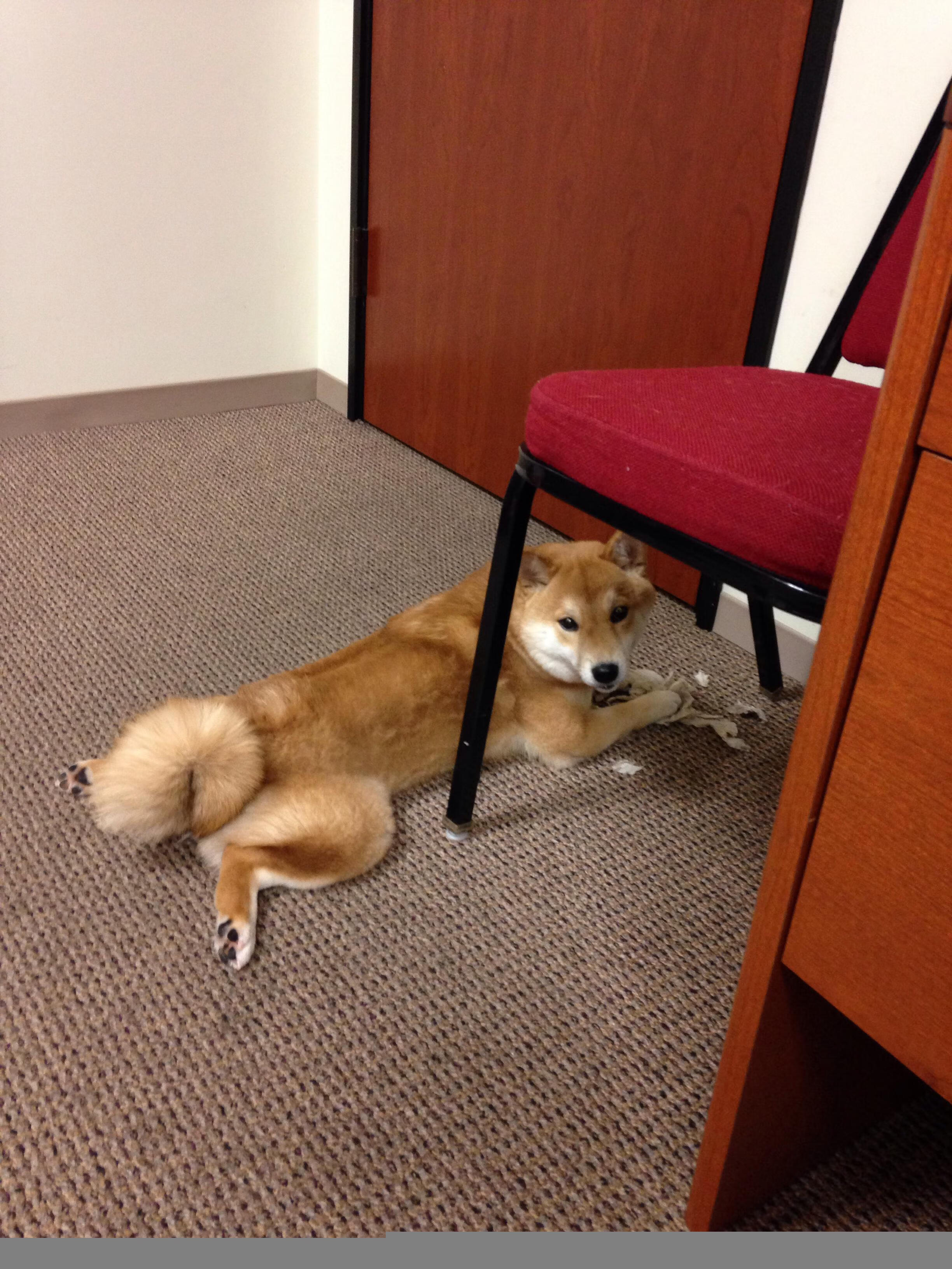 阵容稳固战术明智联防联攻取胜，明智rank7