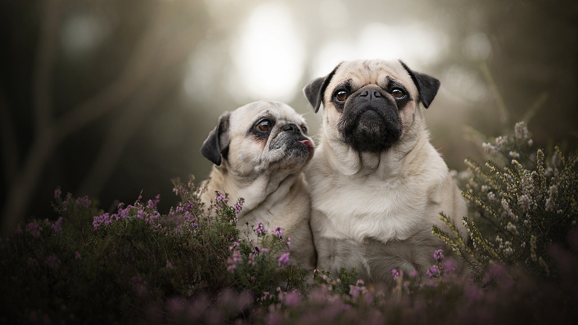 韩国星际争霸赛事转播质量提升，韩国星际争霸顶级选手
