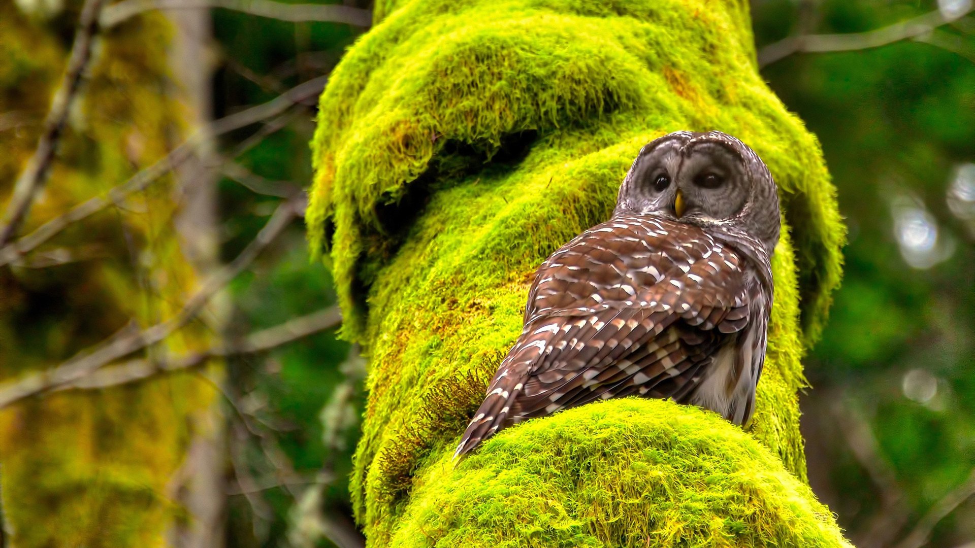 Chinese Taipei拼搏奋进，2024年乒乓世界杯注目表现，2024世乒赛在哪