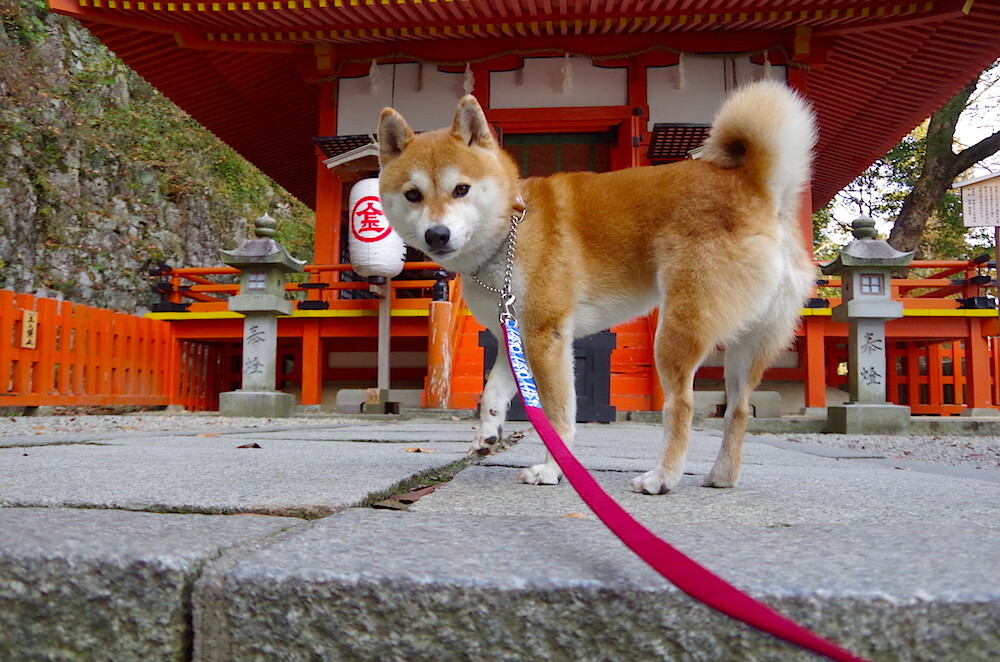 “快艇冲浪:马鞍山赛场引领极速水上运动的未来”