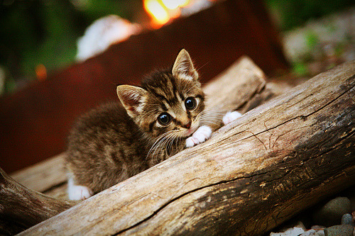 爱游戏体育-中超裁判员职业化路径迟缓，中超裁判工资多少钱