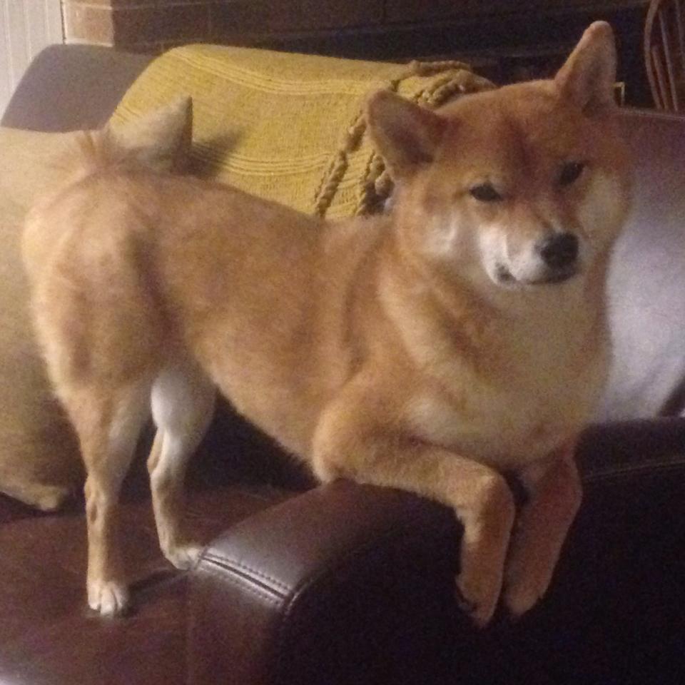 塔图姆失误频发凯尔特人终结连败，凯尔特人塔图姆打中锋可以吗