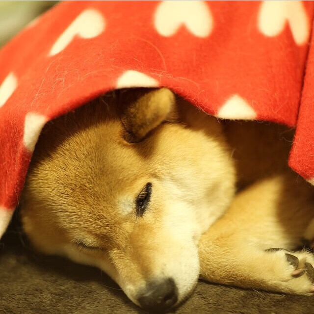 爱游戏娱乐-德甲野性十足：攻势如潮，不留余地，德甲最强俱乐部