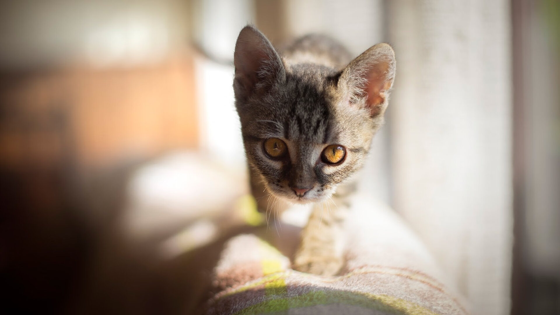 足球运动结合VR虚拟现实体验，带来沉浸式观赛感受，足球vr技术是什么意思